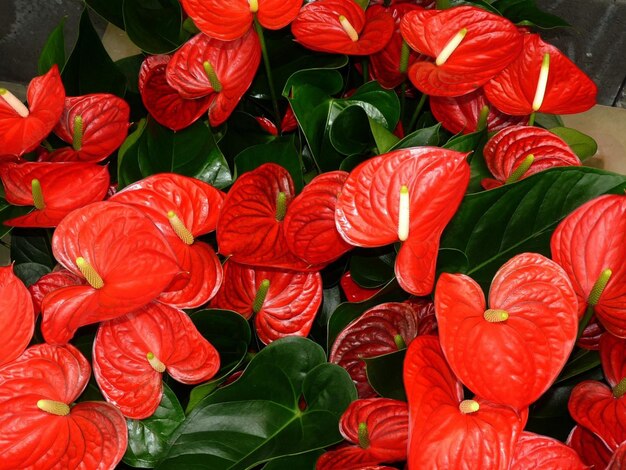 Photo une fleur avec des pétales rouges et des étamines jaunes