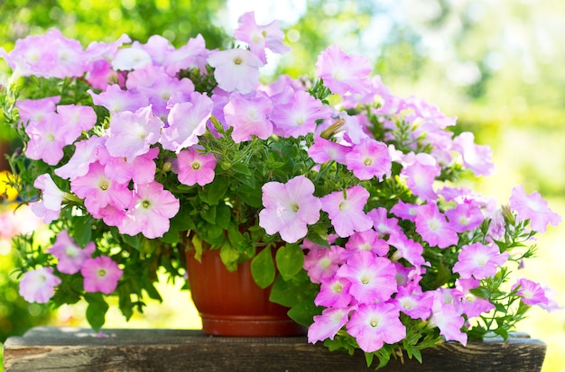 Fleur de pétunia dans un pot dans le jardin