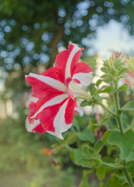 Fleur de pétunia étoile rose dans le jardin