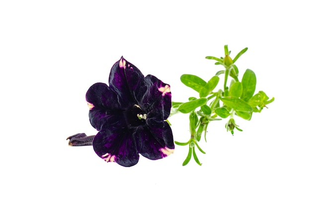 Fleur de pétunia avec des feuilles