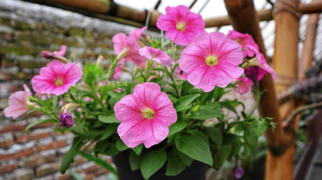 Fleur de pétunia hybride rose en fleurs et généralement suspendue à la maison comme plante ornementale