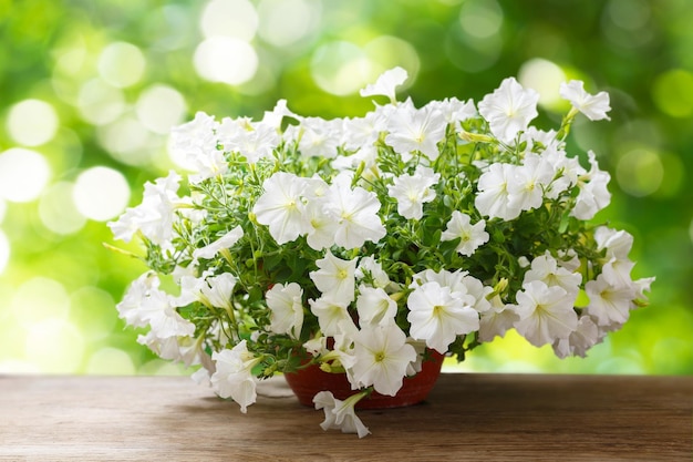 Fleur de pétunias dans un pot sur fond vert