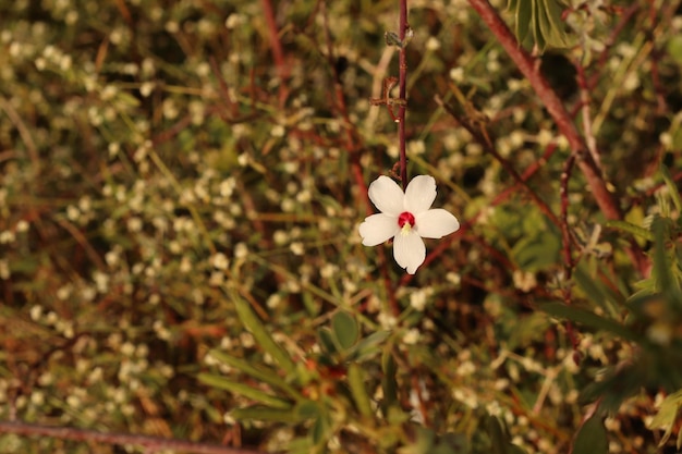 Fleur de phlox à longues feuilles