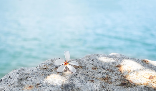 Fleur sur pierre sur la côte Mer Océan Eau Arrière-plan fleurs de frangipani