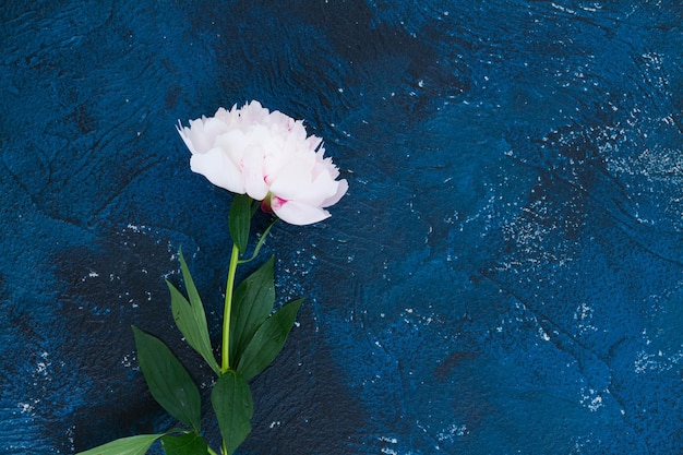 Une fleur de pioie sur un fond bleu foncé