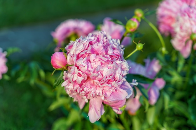 Une fleur de pion rose en fleurs dans un jardin