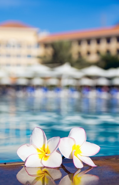 Fleur sur piscine