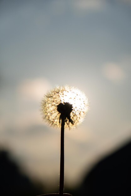 Fleur de pissenlit au coucher du soleil Le bulbe de pissenlit moelleux est emporté par le vent du matin qui souffle sur la campagne ensoleillée Pissenlits de champ moelleux blancs sur fond vert Nature verte naturelle floue