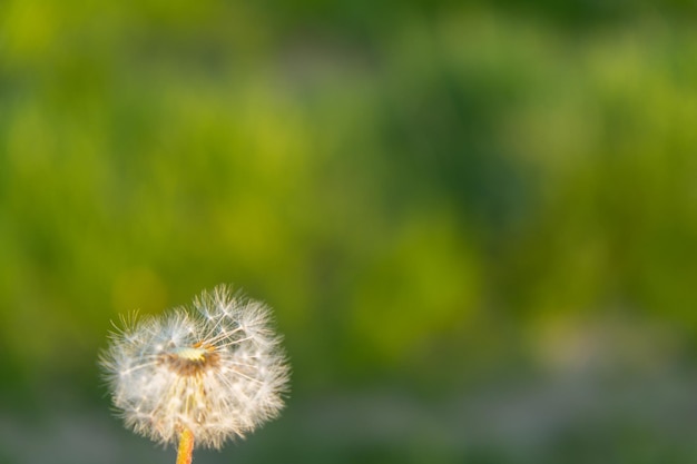 Fleur de pissenlit au coucher du soleil Le bulbe de pissenlit moelleux est emporté par le vent du matin qui souffle sur la campagne ensoleillée Pissenlits de champ moelleux blancs sur fond vert Nature verte naturelle floue