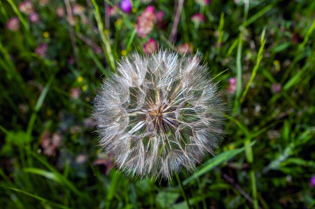 Fleur de pissenlit au printemps, photographiée de très près