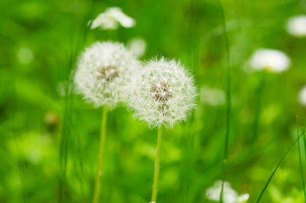 Fleur de pissenlit blanc sur l'herbe verte au printemps