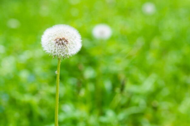 fleur de pissenlit blanc