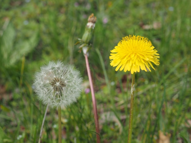 Fleur de pissenlit commun