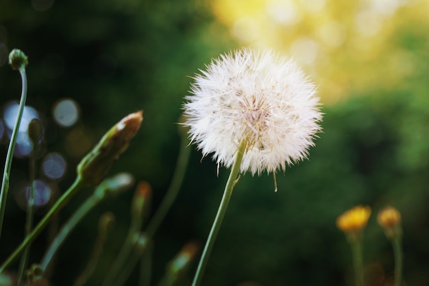 Photo fleur de pissenlit dans le jardin