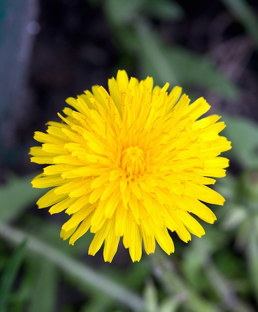 Fleur de pissenlit dans le jardin