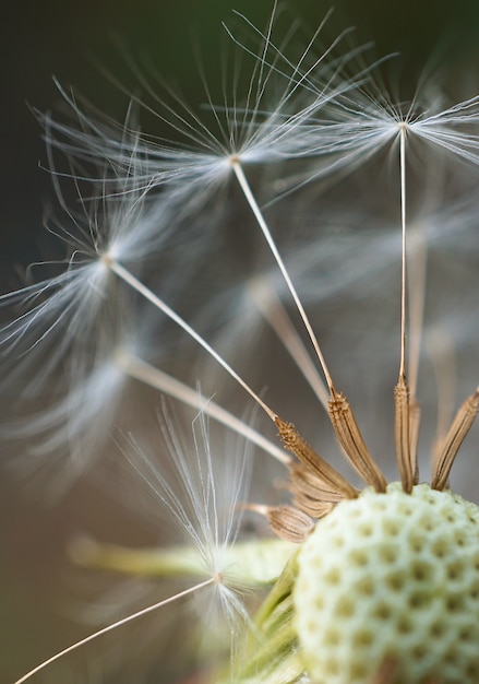 fleur de pissenlit dans le jardin