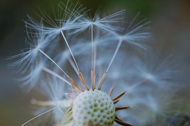 fleur de pissenlit dans le jardin