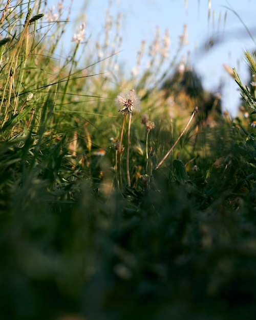 Fleur de pissenlit entourée d'herbe verte