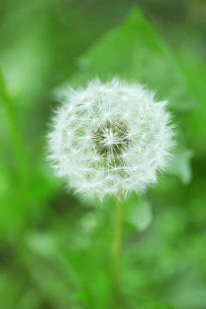 Fleur de pissenlit à l'extérieur