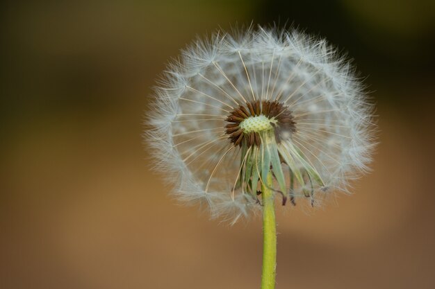 Fleur de pissenlit sur fond marron