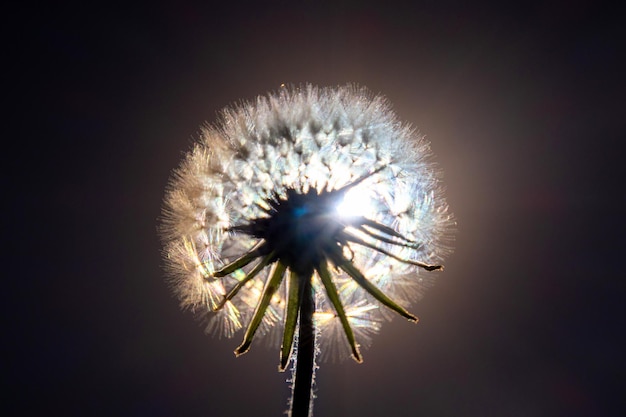 Fleur de pissenlit sur le fond noir Gros plan