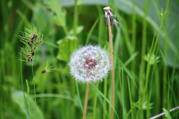 Photo fleur de pissenlit sur fond vert taraxacum