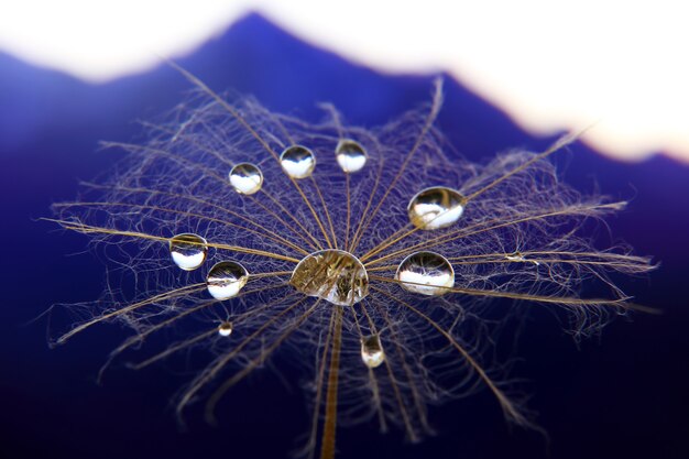 Fleur de pissenlit avec des gouttes d'eau sur une surface de terrain montagneux