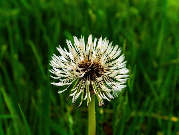 Fleur de pissenlit avec des graines blanches dans l'herbe verte