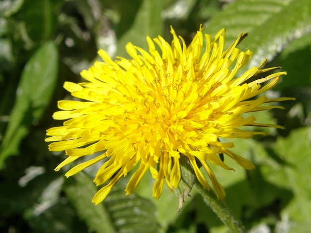 Fleur de pissenlit gros plan sur un fond d'herbe verte région de Leningrad Russie