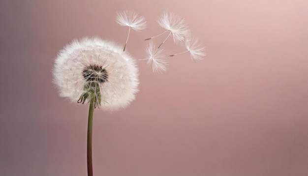 Photo une fleur de pissenlit en gros plan