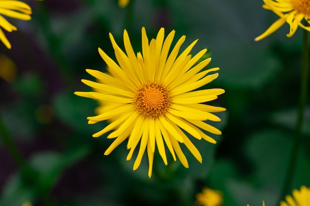 Fleur de pissenlit sur l'herbe verte