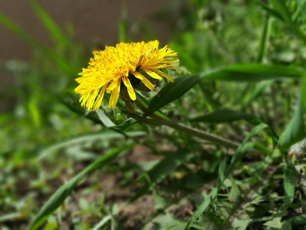 Une fleur de pissenlit jaune dans l'herbe verte par un beau jour de printemps ensoleillé Gros plan