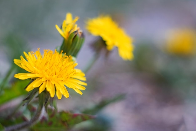 Fleur de pissenlit jaune gros plan copie espace