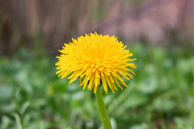 Fleur de pissenlit jaune et gros plan de feuilles vertes