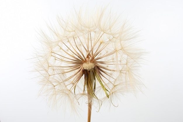 Fleur de pissenlit sur la lumière