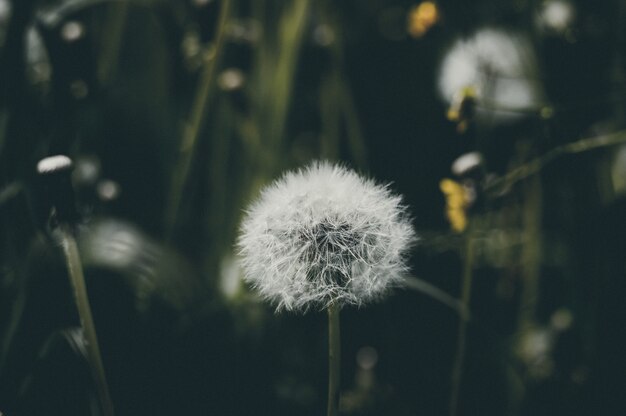 Fleur de pissenlit, naturel