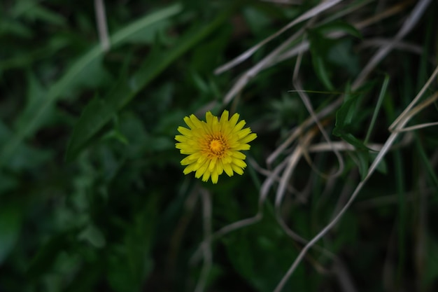 fleur de pissenlit petits détails bravo