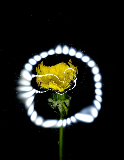 fleur de pissenlit printanière dans une eau avec des reflets d'un flash LED