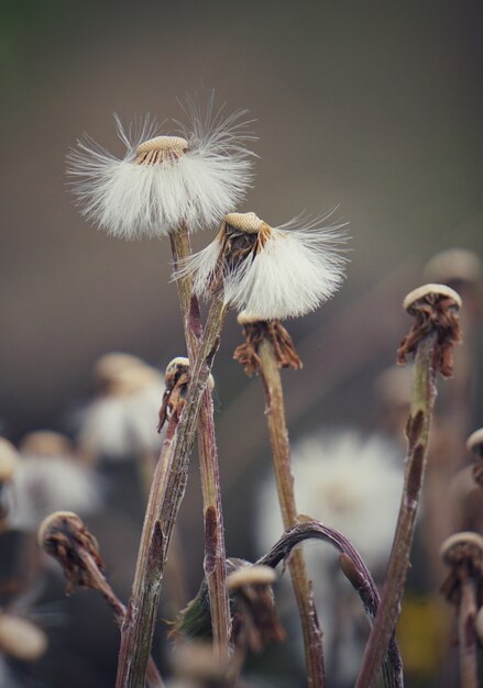 la fleur de pissenlit