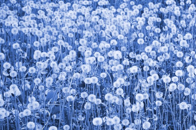 Fleur de pissenlits blancs moelleux en fond naturel de champ de couleur bleu classique fantôme
