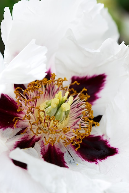 Fleur de pivoine arbre blanc qui fleurit dans un parc de la ville