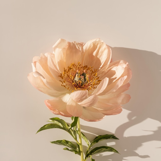 Fleur de pivoine beige délicate avec des ombres de lumière du soleil sur fond blanc neutre