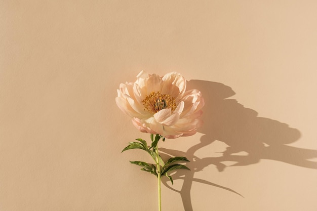 Fleur de pivoine beige délicate avec des ombres de lumière du soleil sur fond de pêche beige neutre