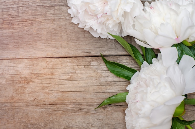 Fleur de pivoine blanche sur bois