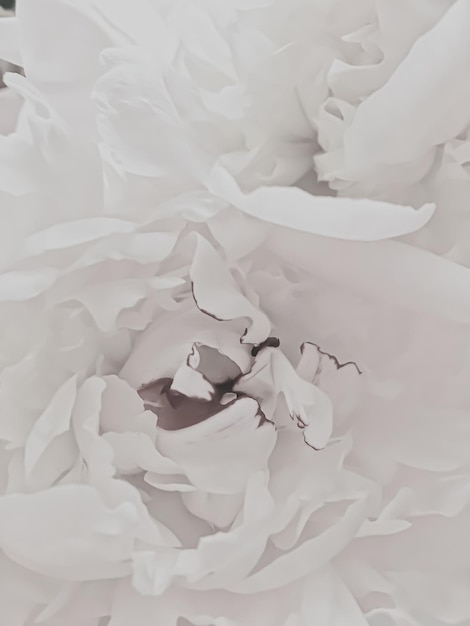 Photo fleur de pivoine blanche comme fond floral abstrait pour la marque de vacances