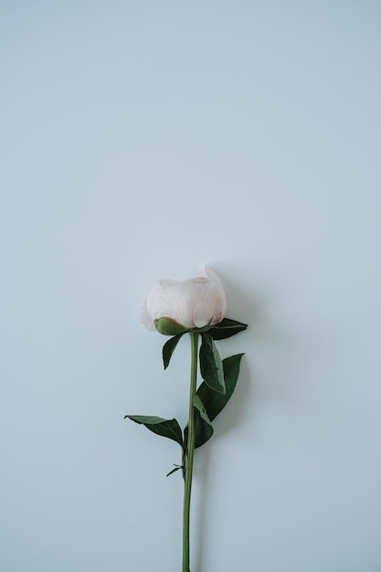 Fleur de pivoine blanche élégante sur fond bleu neutre Mise à plat vue de dessus délicate composition florale minimaliste esthétique