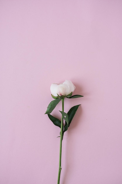 Fleur de pivoine blanche sur fond rose