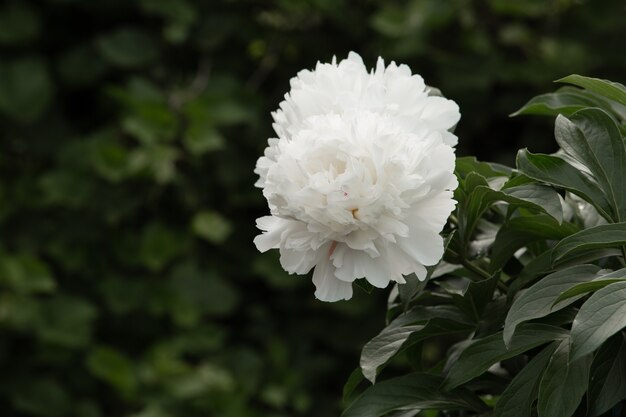 Fleur de pivoine blanche sur fond sombre