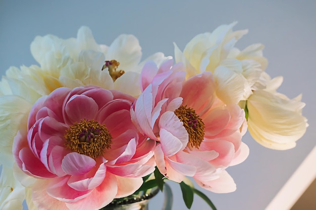 Fleur de pivoine blanche rose moelleuse en fleurs se bouchent sur un élégant fond beige pastel minimal Composition florale créative Superbe fond d'écran botanique ou carte de voeux vive