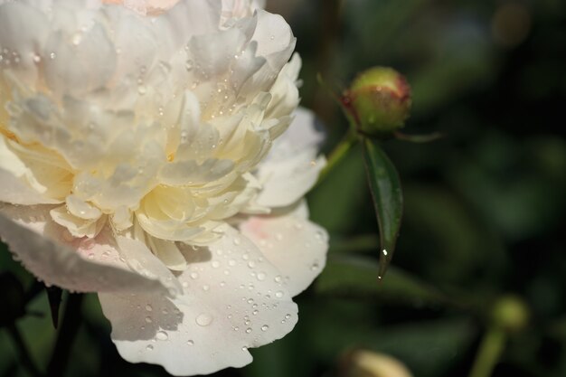 Fleur de pivoine blanche se bouchent